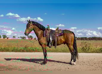 Fries paard, Ruin, 5 Jaar, 150 cm, Roodbruin