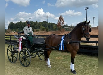 Fries paard, Ruin, 5 Jaar, 150 cm, Roodbruin