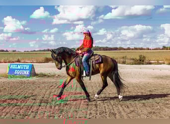 Fries paard, Ruin, 5 Jaar, 150 cm, Roodbruin