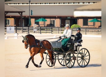 Fries paard, Ruin, 5 Jaar, 150 cm, Roodbruin