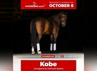 Fries paard, Ruin, 5 Jaar, 150 cm, Roodbruin