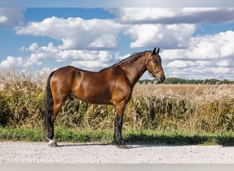 Fries paard, Ruin, 5 Jaar, 150 cm, Roodbruin