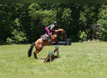 Fries paard Mix, Ruin, 5 Jaar, 152 cm, Buckskin