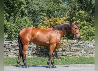 Fries paard, Ruin, 5 Jaar, 152 cm, Roodbruin