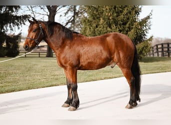 Fries paard Mix, Ruin, 5 Jaar, 152 cm, Roodbruin