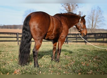 Fries paard Mix, Ruin, 5 Jaar, 152 cm, Roodbruin