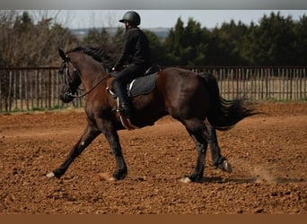 Fries paard Mix, Ruin, 5 Jaar, 152 cm, Zwart