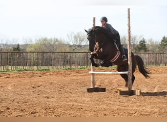 Fries paard Mix, Ruin, 5 Jaar, 152 cm, Zwart