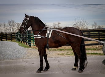 Fries paard, Ruin, 5 Jaar, 152 cm, Zwart