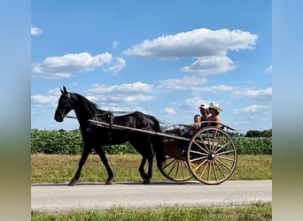 Fries paard, Ruin, 5 Jaar, 152 cm, Zwart