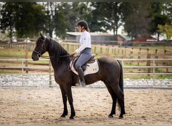 Fries paard, Ruin, 5 Jaar, 152 cm, Zwart