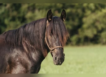 Fries paard, Ruin, 5 Jaar, 152 cm, Zwart