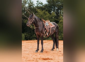 Fries paard, Ruin, 5 Jaar, 152 cm, Zwart