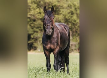 Fries paard, Ruin, 5 Jaar, 152 cm, Zwart
