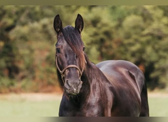 Fries paard, Ruin, 5 Jaar, 152 cm, Zwart