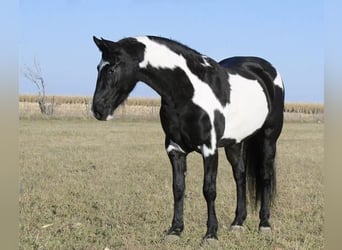 Fries paard Mix, Ruin, 5 Jaar, 152 cm, Zwart