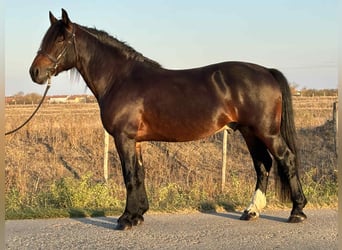 Fries paard Mix, Ruin, 5 Jaar, 153 cm