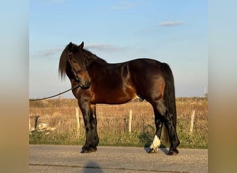 Fries paard Mix, Ruin, 5 Jaar, 153 cm