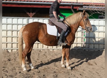 Fries paard Mix, Ruin, 5 Jaar, 155 cm, Donkerbruin