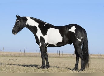 Fries paard, Ruin, 5 Jaar, 155 cm, Overo-alle-kleuren