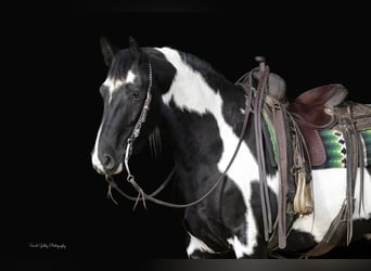Fries paard, Ruin, 5 Jaar, 155 cm, Overo-alle-kleuren