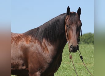 Fries paard, Ruin, 5 Jaar, 155 cm, Roodbruin