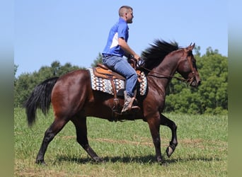 Fries paard, Ruin, 5 Jaar, 155 cm, Roodbruin