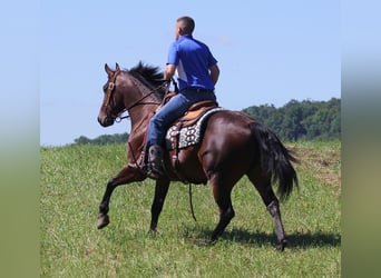Fries paard, Ruin, 5 Jaar, 155 cm, Roodbruin