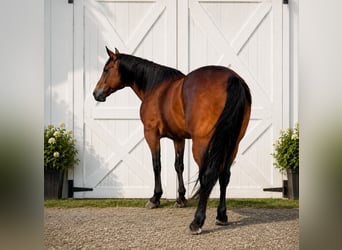 Fries paard, Ruin, 5 Jaar, 155 cm, Roodbruin