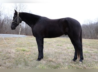 Fries paard, Ruin, 5 Jaar, 155 cm, Zwart
