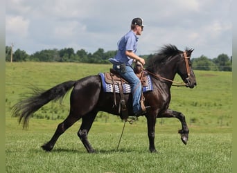 Fries paard, Ruin, 5 Jaar, 155 cm, Zwart