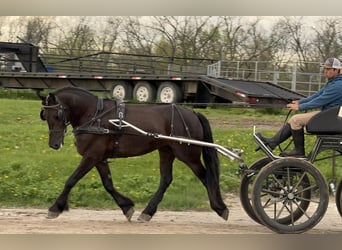 Friesen Mix, Wallach, 5 Jahre, 155 cm, Rappe