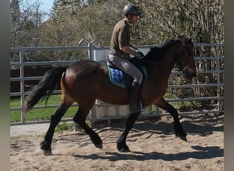 Fries paard Mix, Ruin, 5 Jaar, 157 cm, Donkerbruin