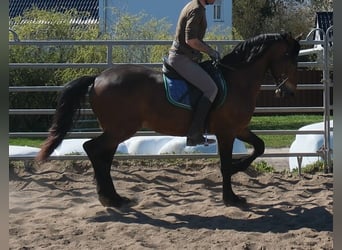 Fries paard Mix, Ruin, 5 Jaar, 157 cm, Donkerbruin