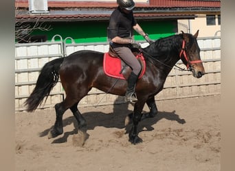 Fries paard Mix, Ruin, 5 Jaar, 157 cm, Donkerbruin