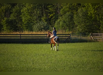 Fries paard Mix, Ruin, 5 Jaar, 157 cm