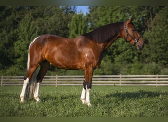 Fries paard Mix, Ruin, 5 Jaar, 157 cm