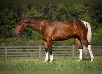 Fries paard Mix, Ruin, 5 Jaar, 157 cm