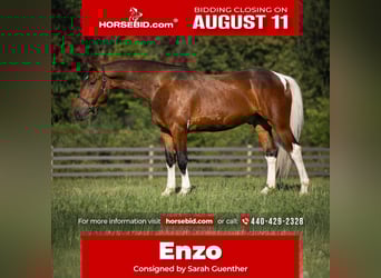 Fries paard Mix, Ruin, 5 Jaar, 157 cm
