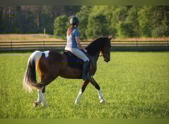Fries paard Mix, Ruin, 5 Jaar, 157 cm