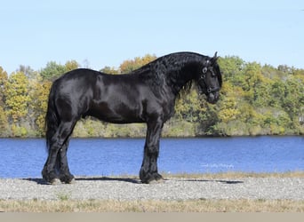 Fries paard, Ruin, 5 Jaar, 157 cm, Zwart