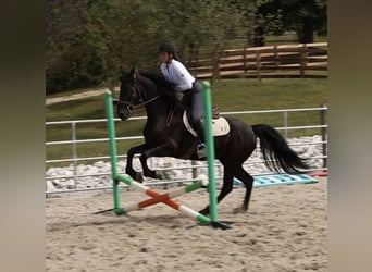 Friesen Mix, Wallach, 5 Jahre, 157 cm, Rappe