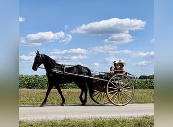 Friesen Mix, Wallach, 5 Jahre, 157 cm, Rappe