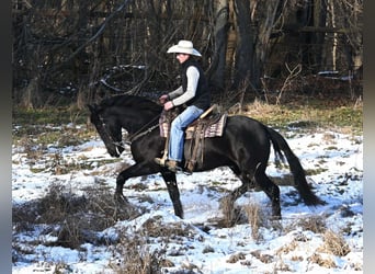 Fries paard Mix, Ruin, 5 Jaar, 157 cm, Zwart