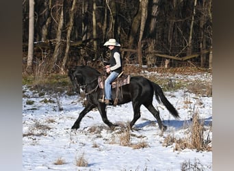 Fries paard Mix, Ruin, 5 Jaar, 157 cm, Zwart