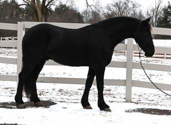 Fries paard Mix, Ruin, 5 Jaar, 157 cm, Zwart