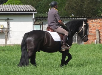 Fries paard Mix, Ruin, 5 Jaar, 158 cm, Zwart