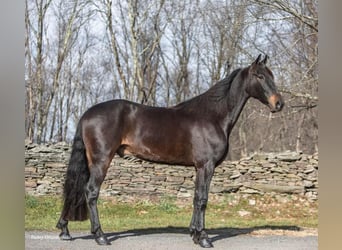 Fries paard, Ruin, 5 Jaar, 160 cm, Roodbruin