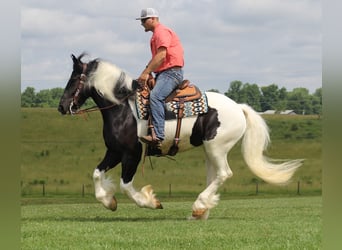 Fries paard, Ruin, 5 Jaar, 160 cm, Tobiano-alle-kleuren