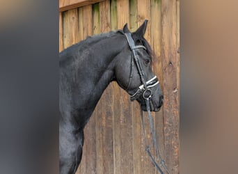 Fries paard, Ruin, 5 Jaar, 160 cm, Zwart